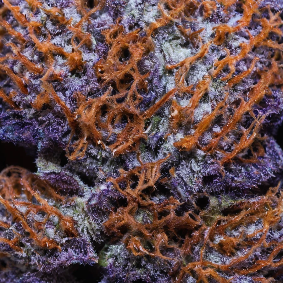Blue Berrymore — Flor Premium