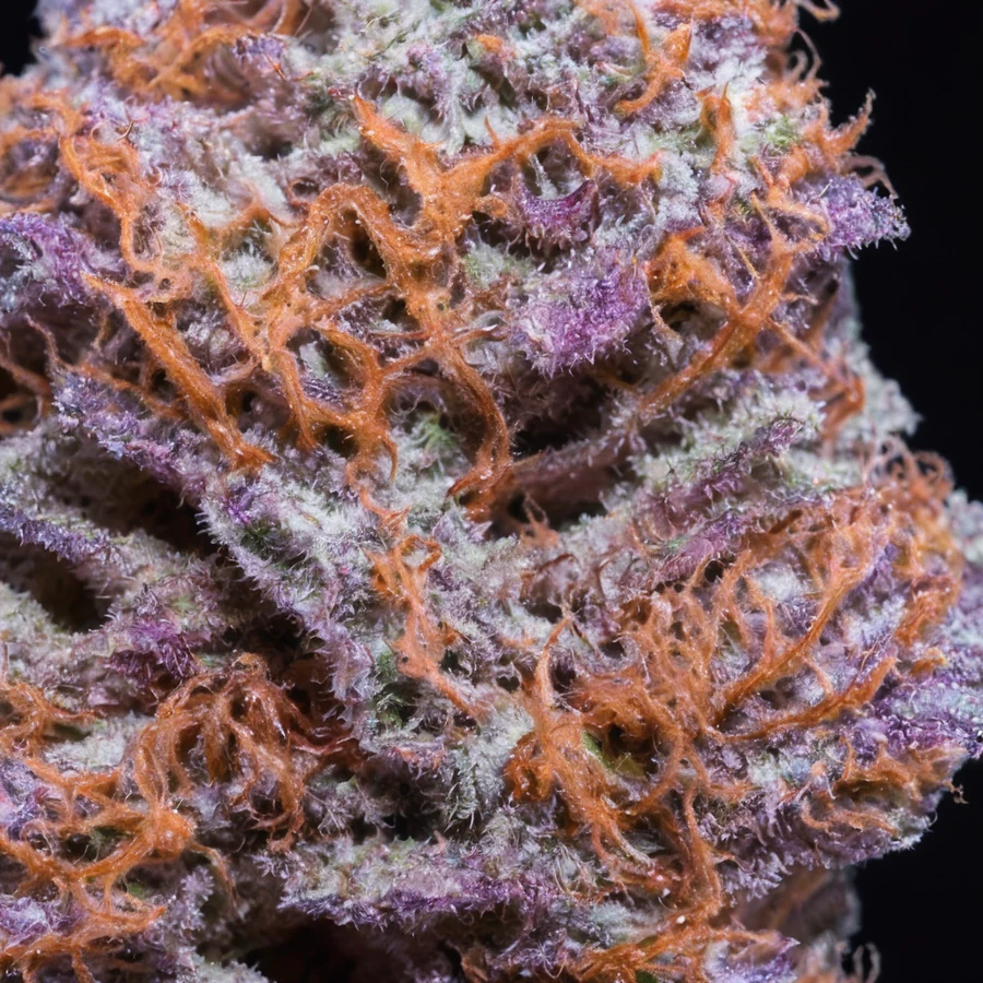 Runtz — Flor Premium