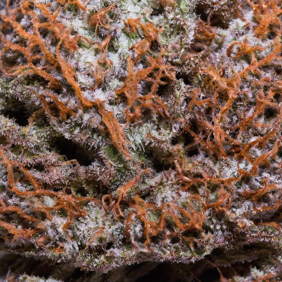 Banana Punch — 4★ Dry Static Hash