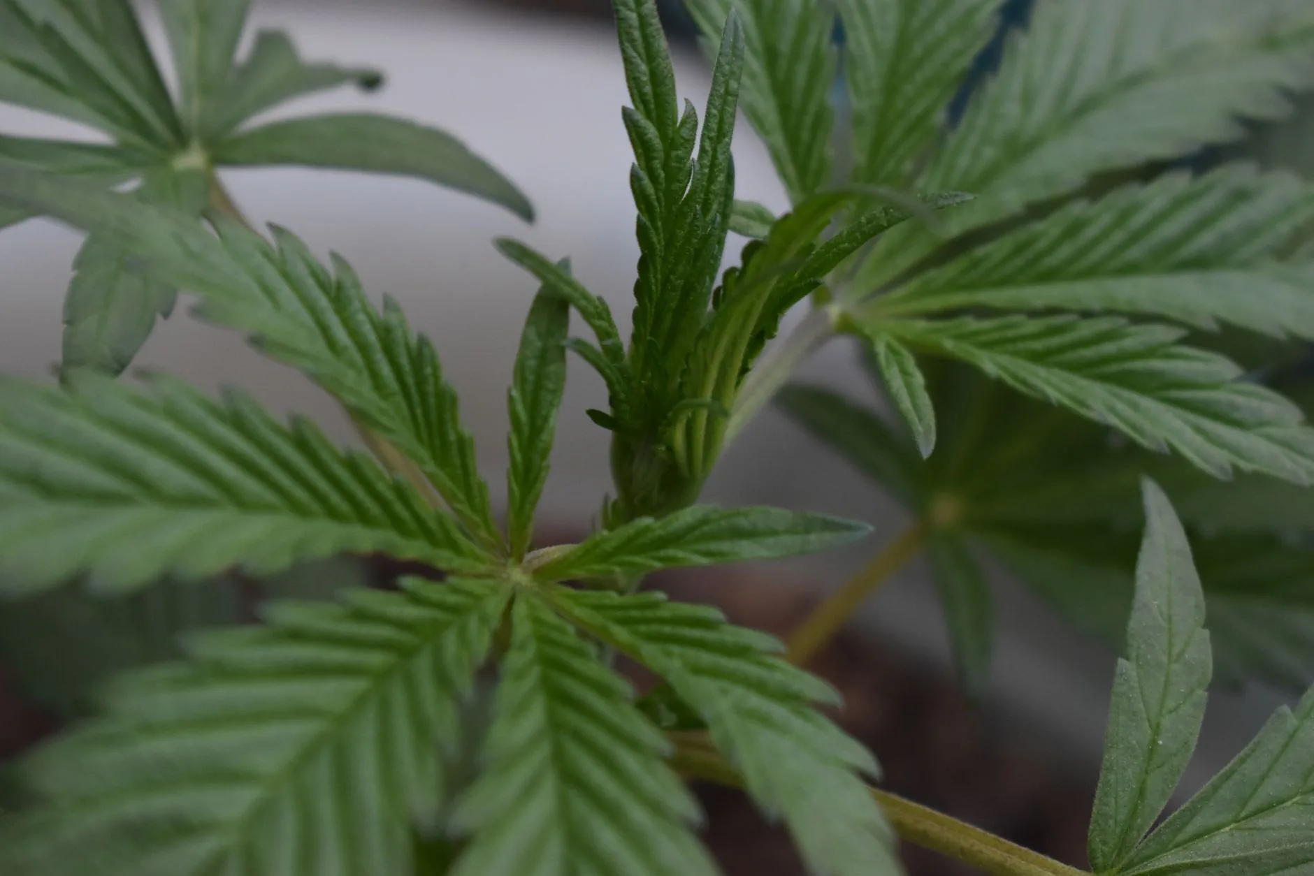Reguladores de Cannabis e Cogumelos de Oregon se Fundem em Resposta a Crise Financeira