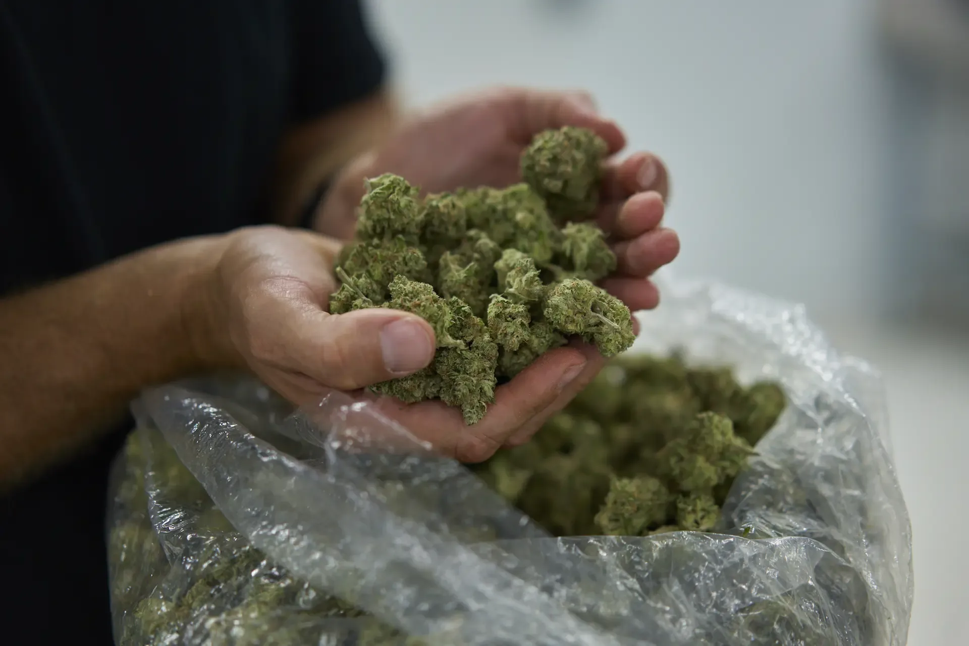 Cannabis Medicinal: O Que Informar os Pacientes