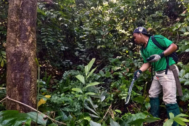 Estudo sugere que cannabis medicinal pode ajudar na agitação em demência