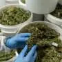 Making scents of cannabis: How cannabis cultivar and preparation methods influence aroma
