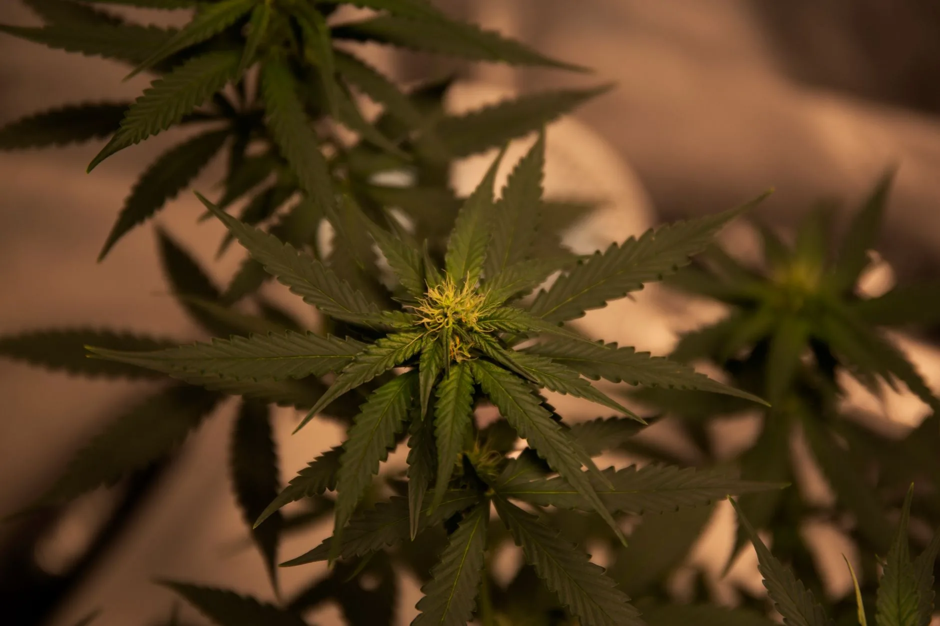 Cultivo de cannabis medicinal autorizado no Brasil