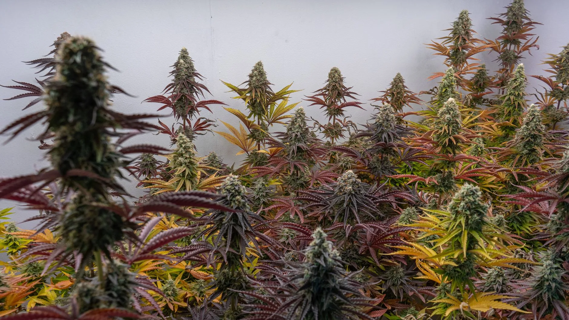 Habeas corpus para cultivo de cannabis: o que permite e seus limites