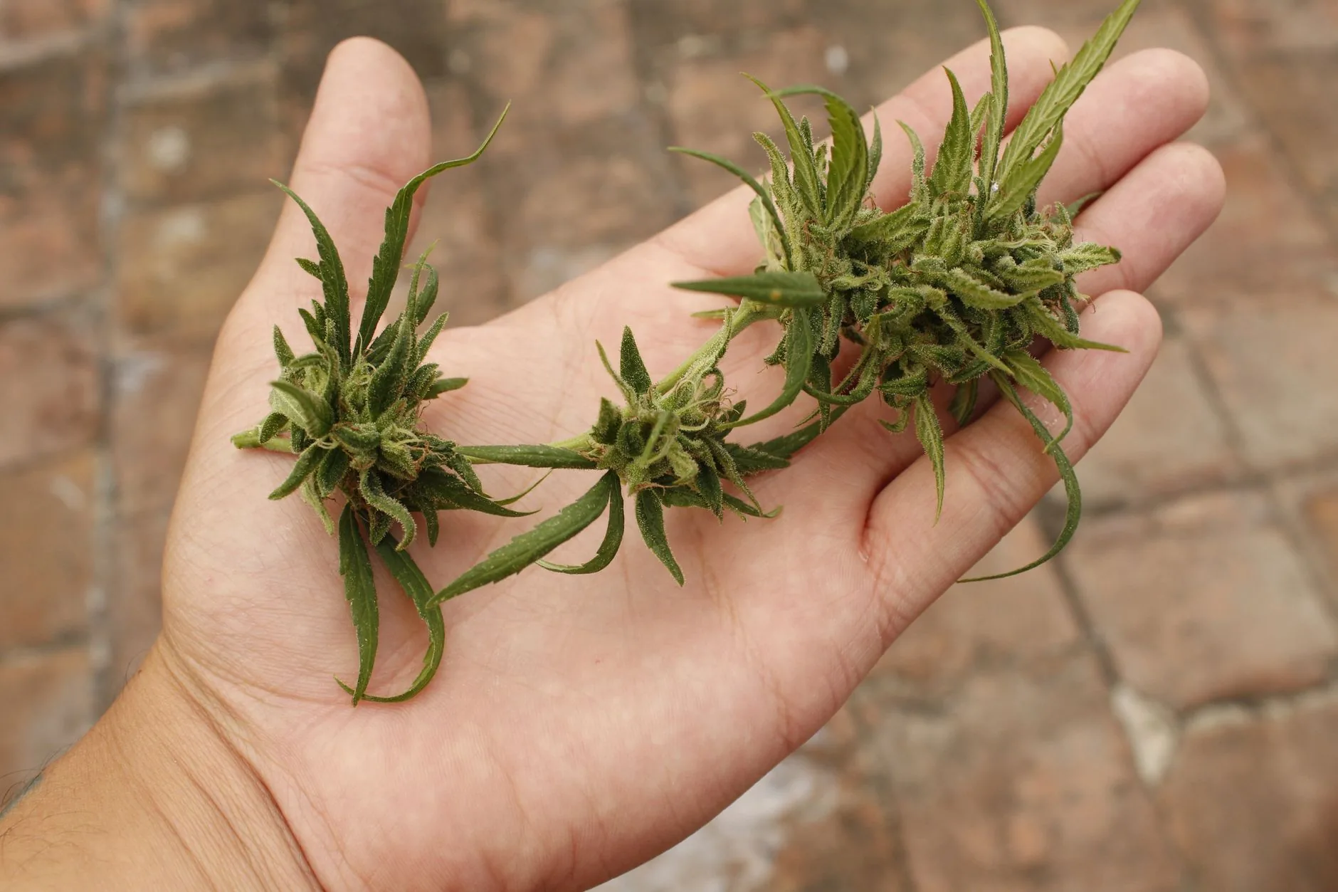 Justiça autoriza homem a cultivar mais de 170 pés de cannabis