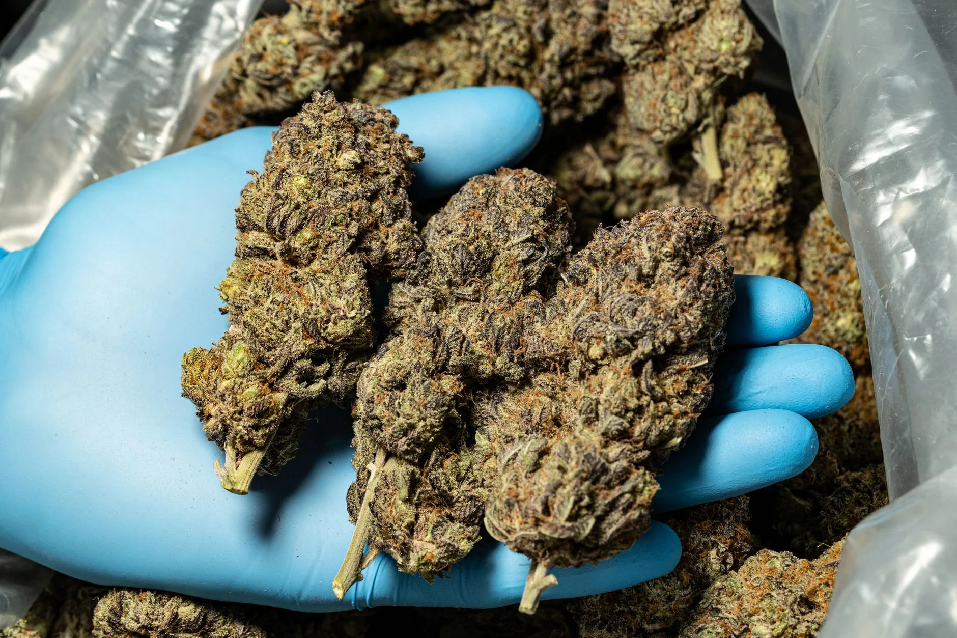 Maine distribuirá 12 mil sacos de armazenamento de cannabis